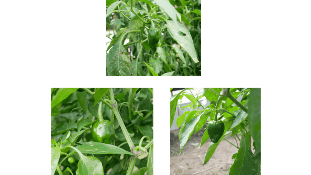 green-pepper