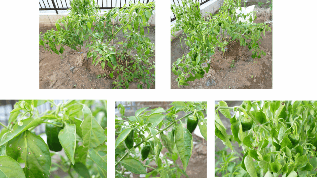 green-pepper