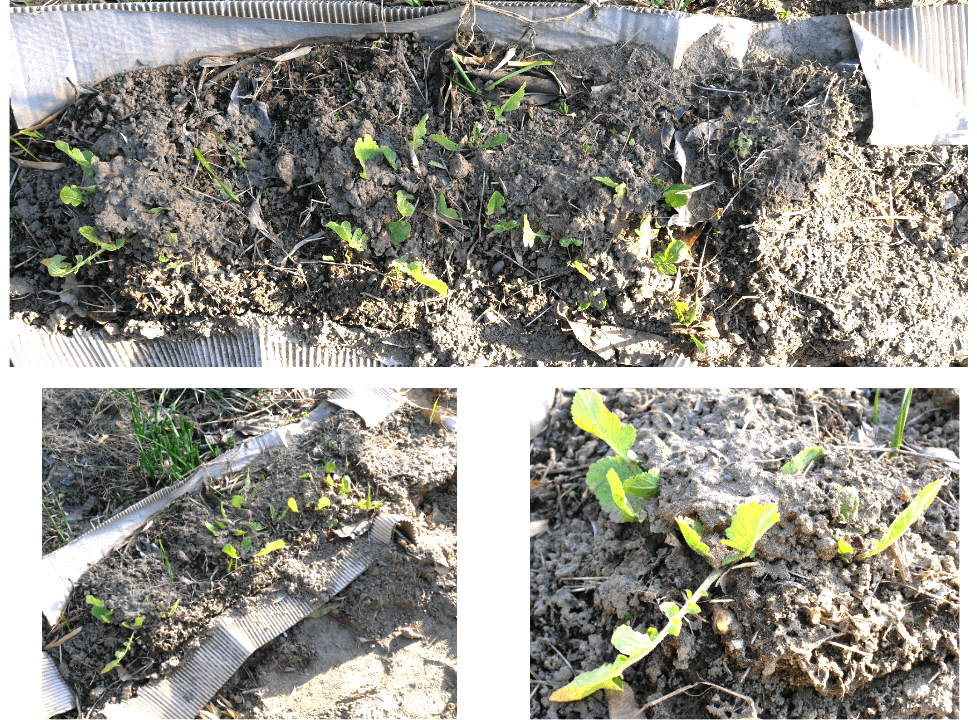 Japanese-white-radish