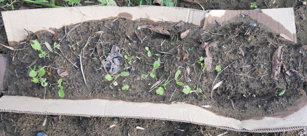 Japanese-white-radish