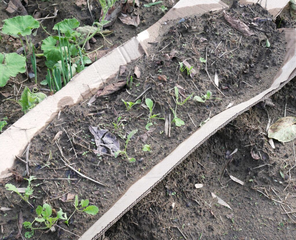 Japanese-white-radish