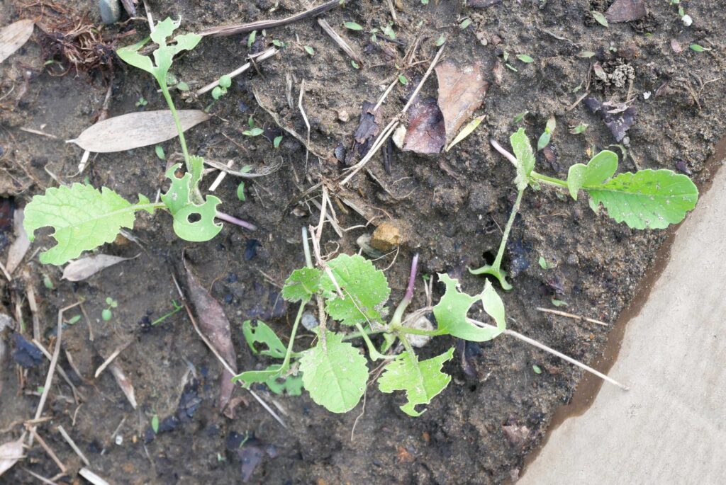 Japanese-white-radish