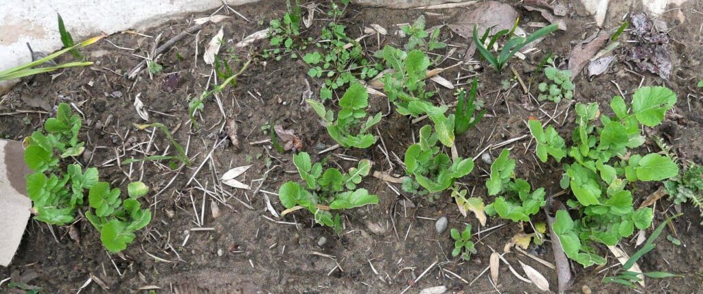 Japanese-white-radish