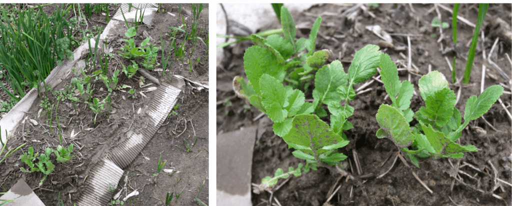 Japanese-white-radish