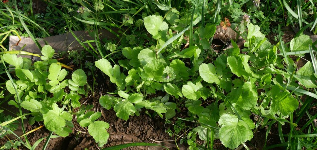 Japanese-white-radish