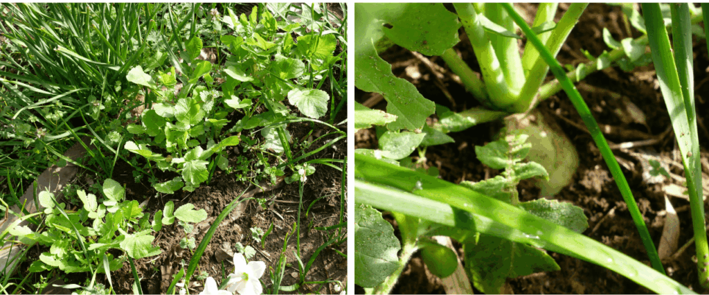 Japanese-white-radish