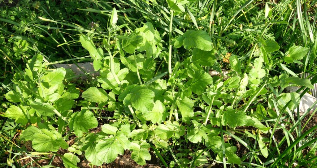 Japanese-white-radish