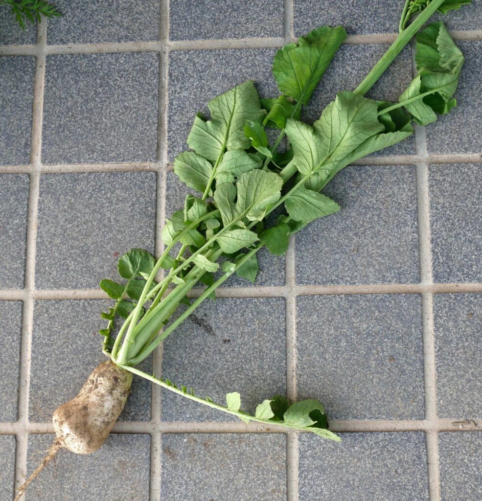 Japanese-white-radish