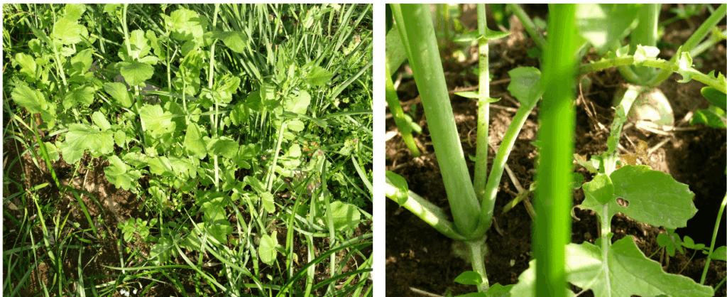 Japanese-white-radish