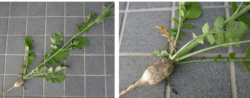 Japanese-white-radish