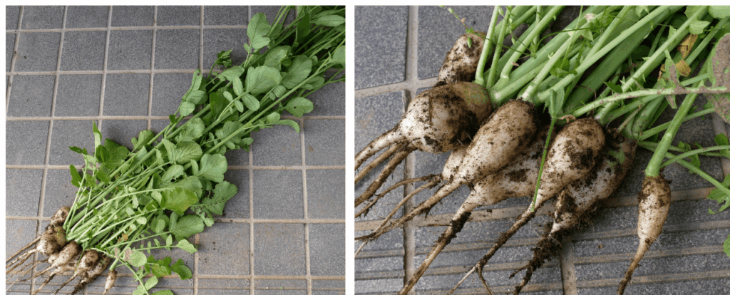 Japanese-white-radish