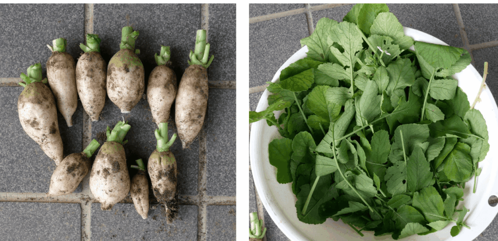 Japanese-white-radish