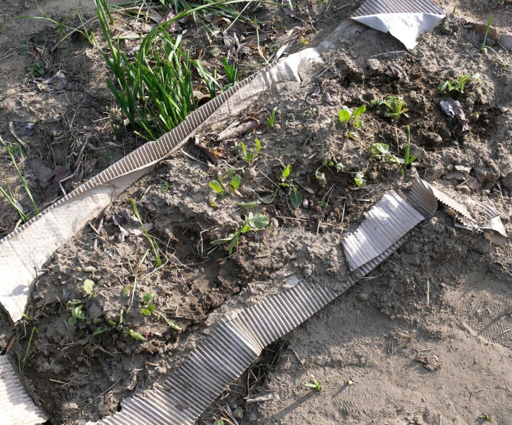 Japanese-white-radish