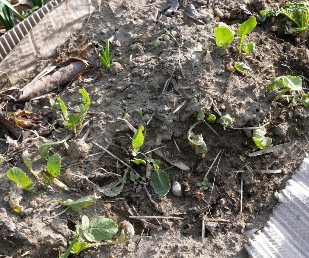 Japanese-white-radish