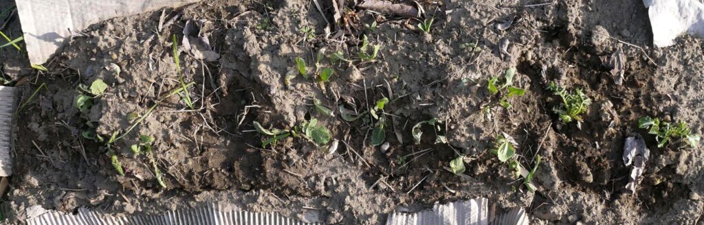 Japanese-white-radish