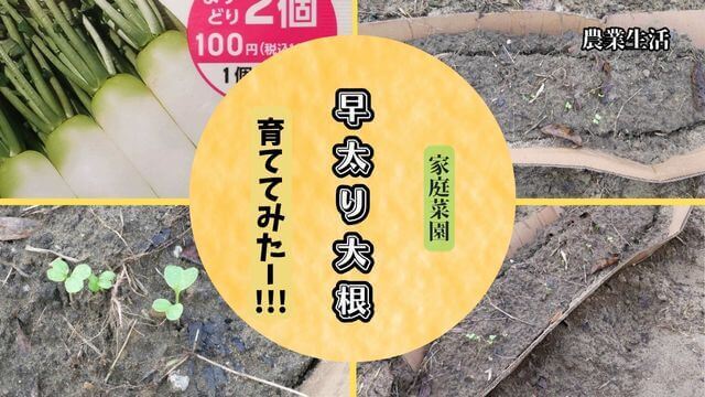 Japanese-white-radish0