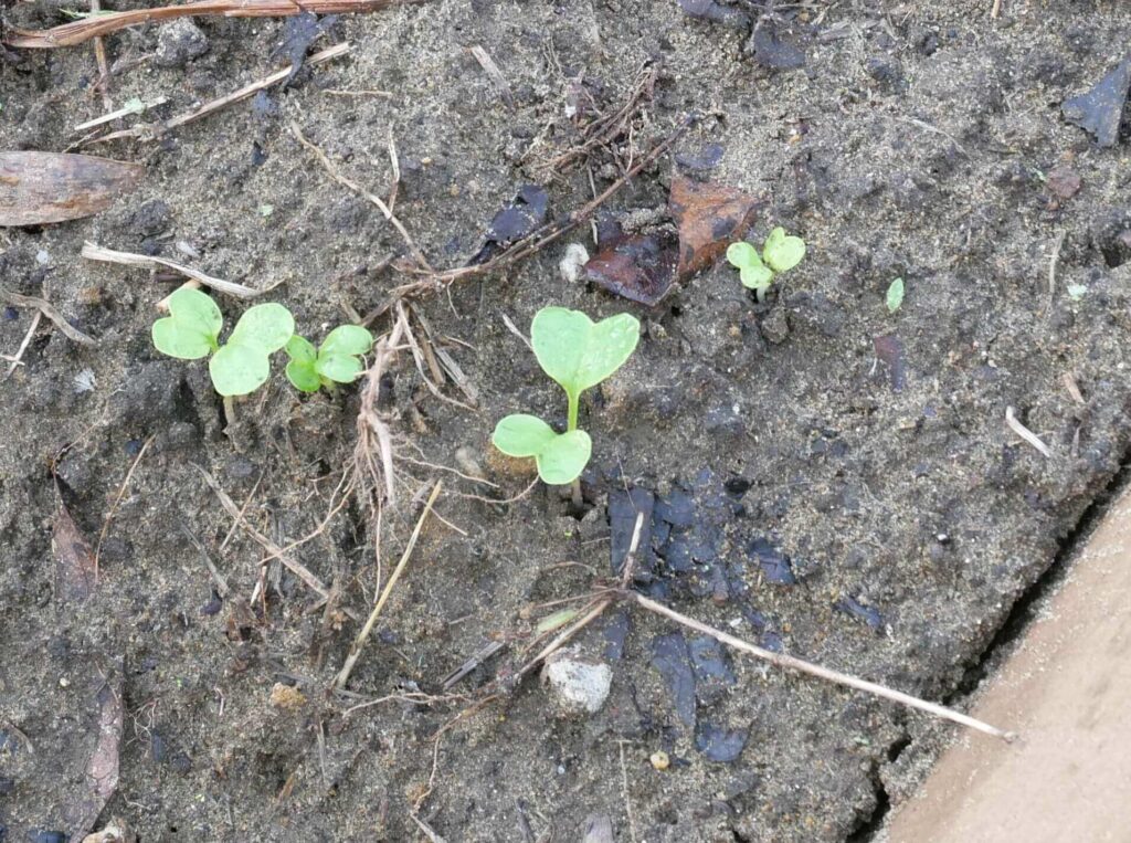 Japanese-white-radish