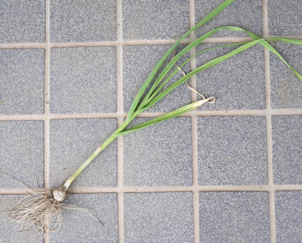 garlic