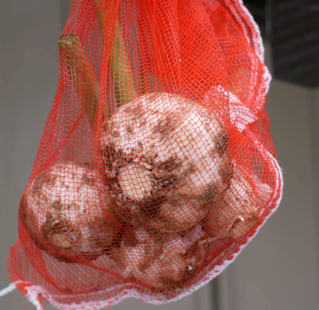 garlic