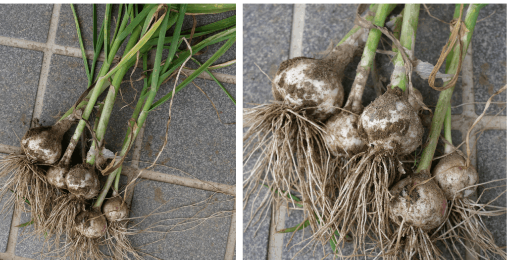 garlic