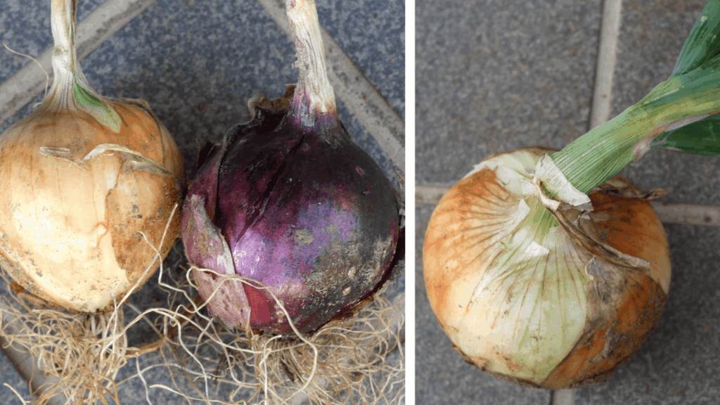 onion