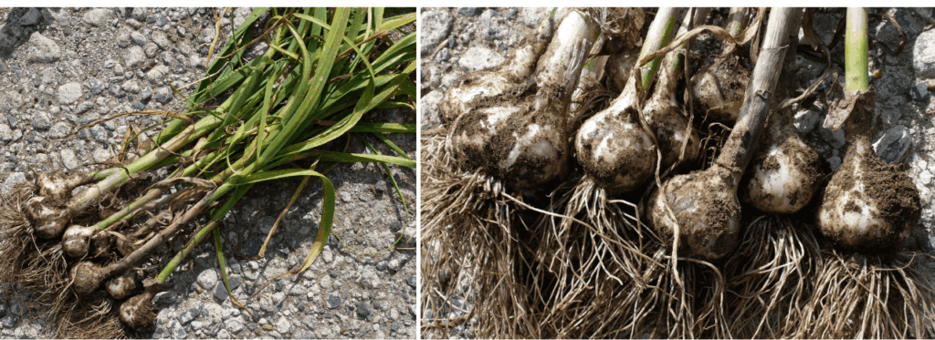 garlic
