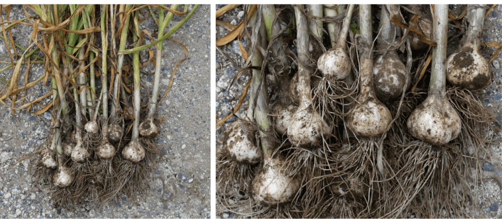 garlic