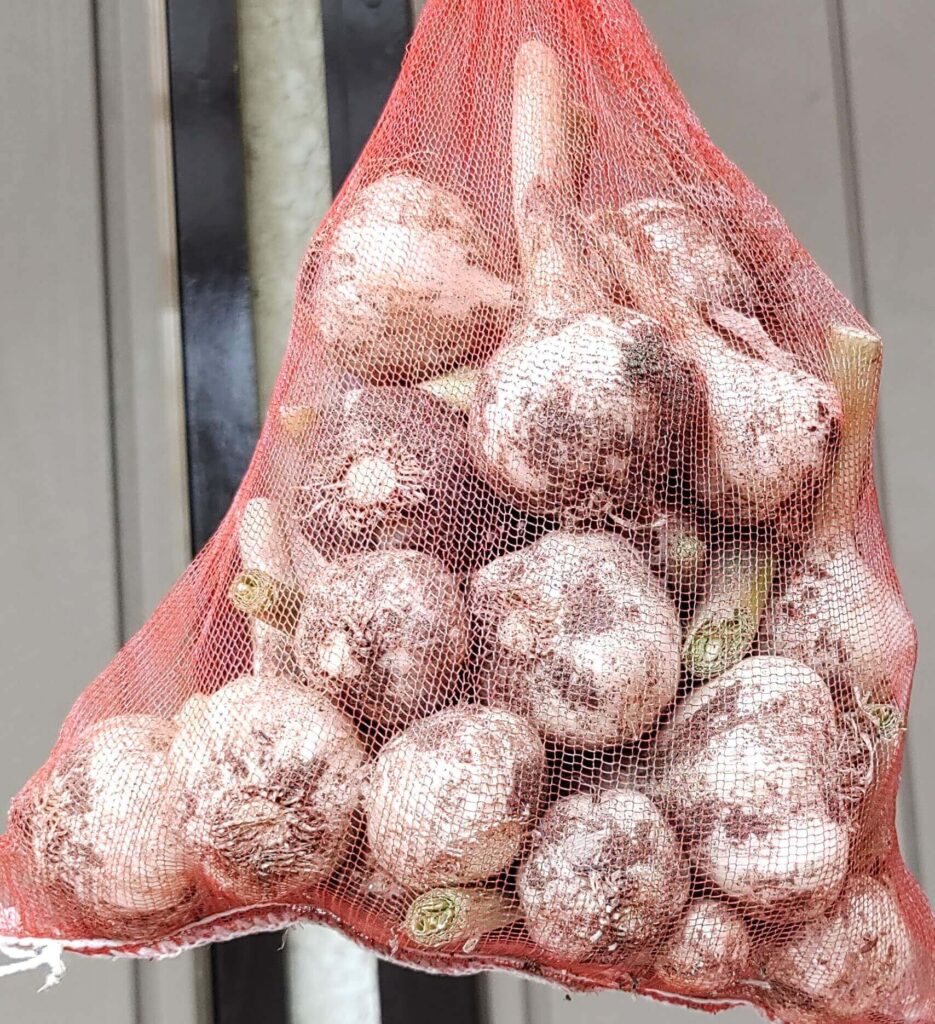 garlic