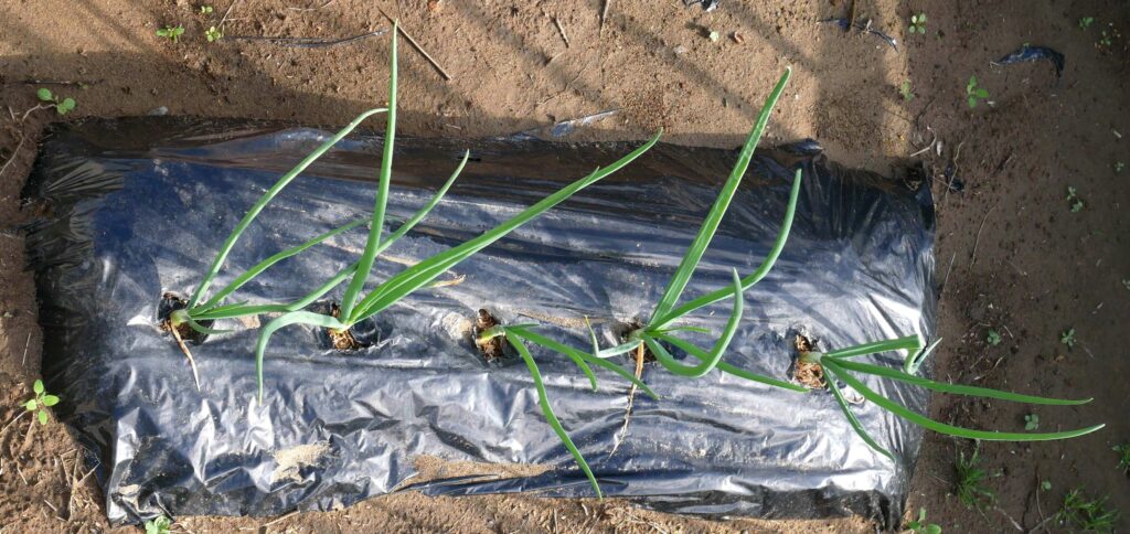 onion