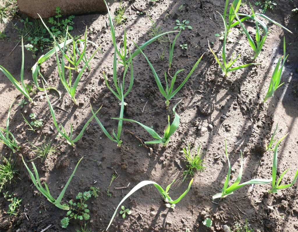 garlic