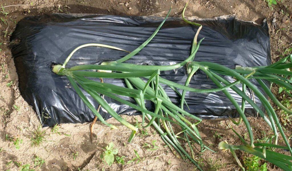 onion