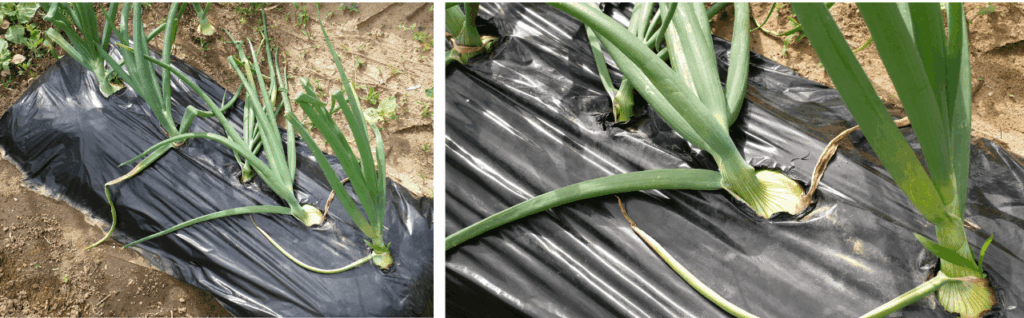 onion