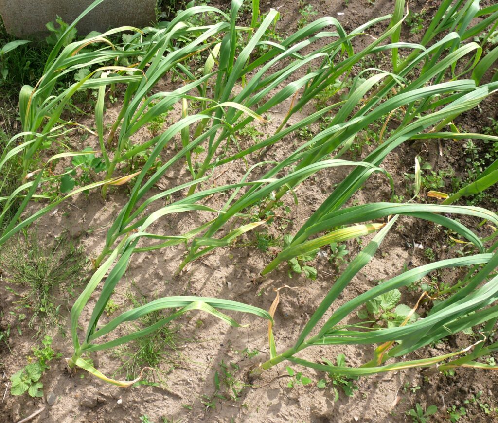 garlic