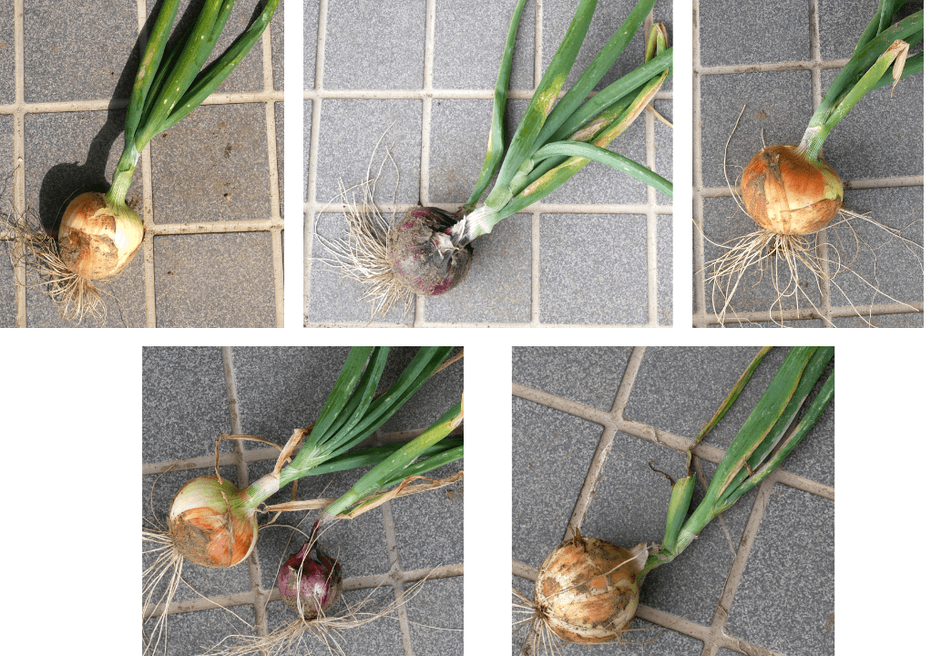 onion