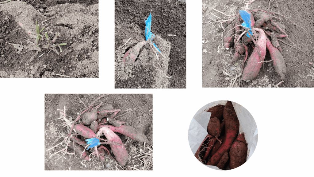 Chiba-Prefectural-Agricultural-College