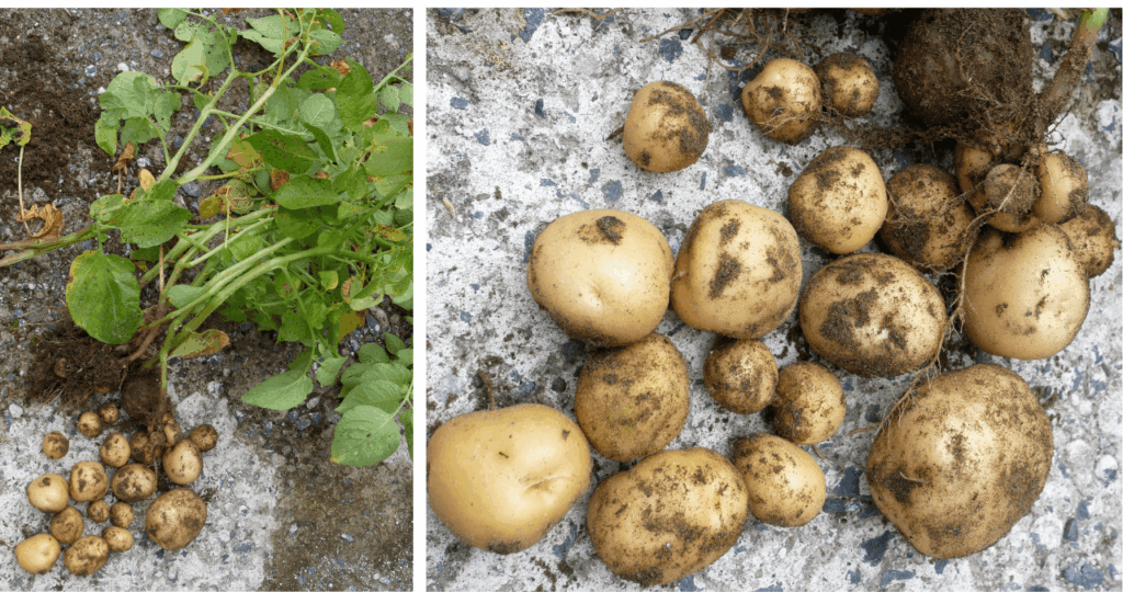 potato