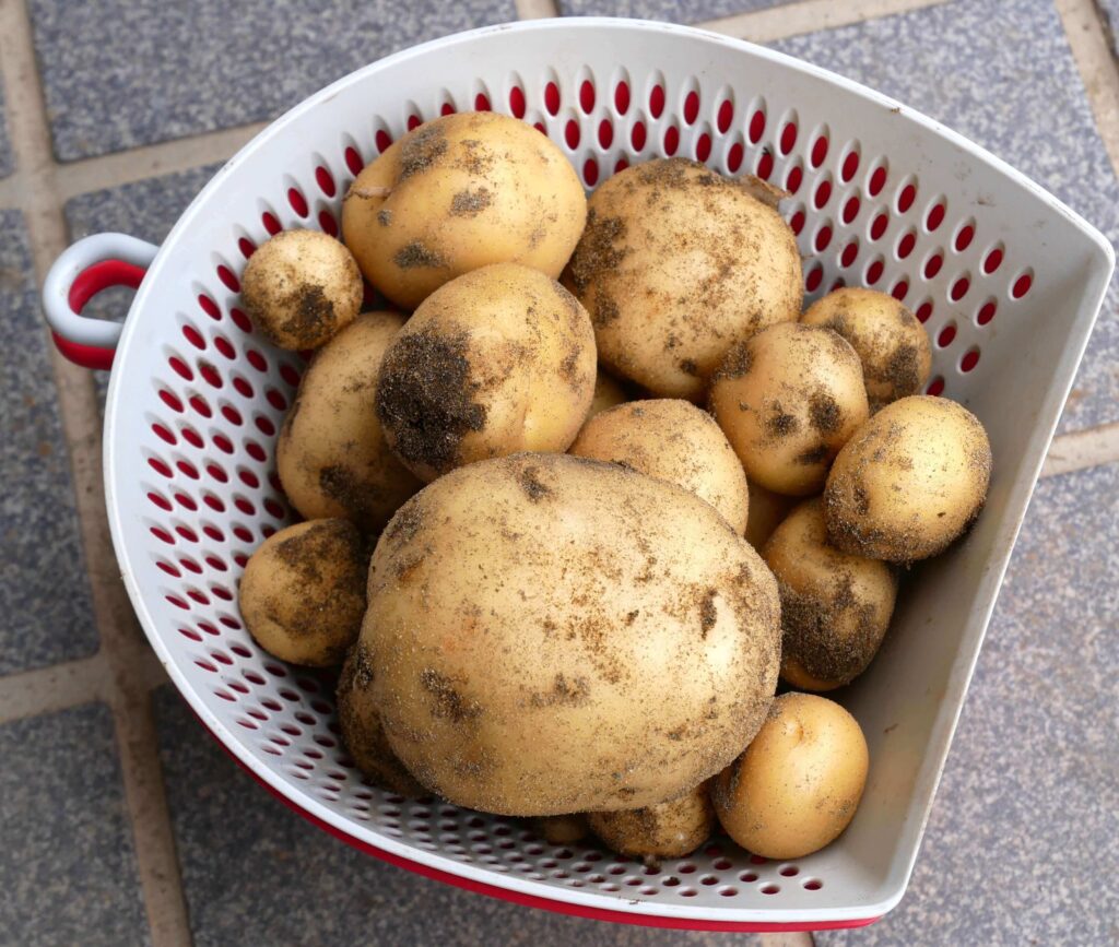 potato