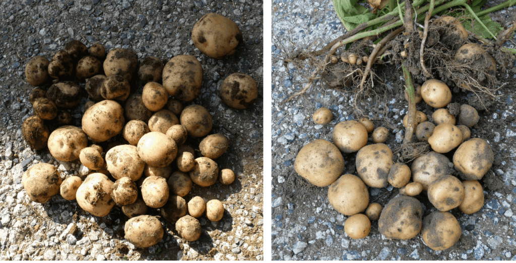 potato