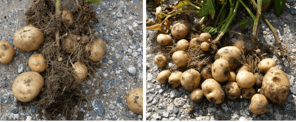 potato
