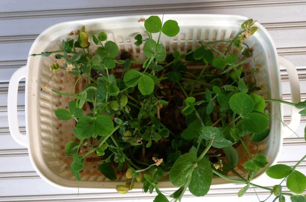 Bean-sprouts