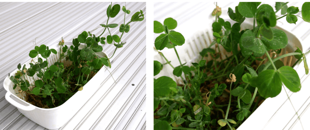 Bean-sprouts
