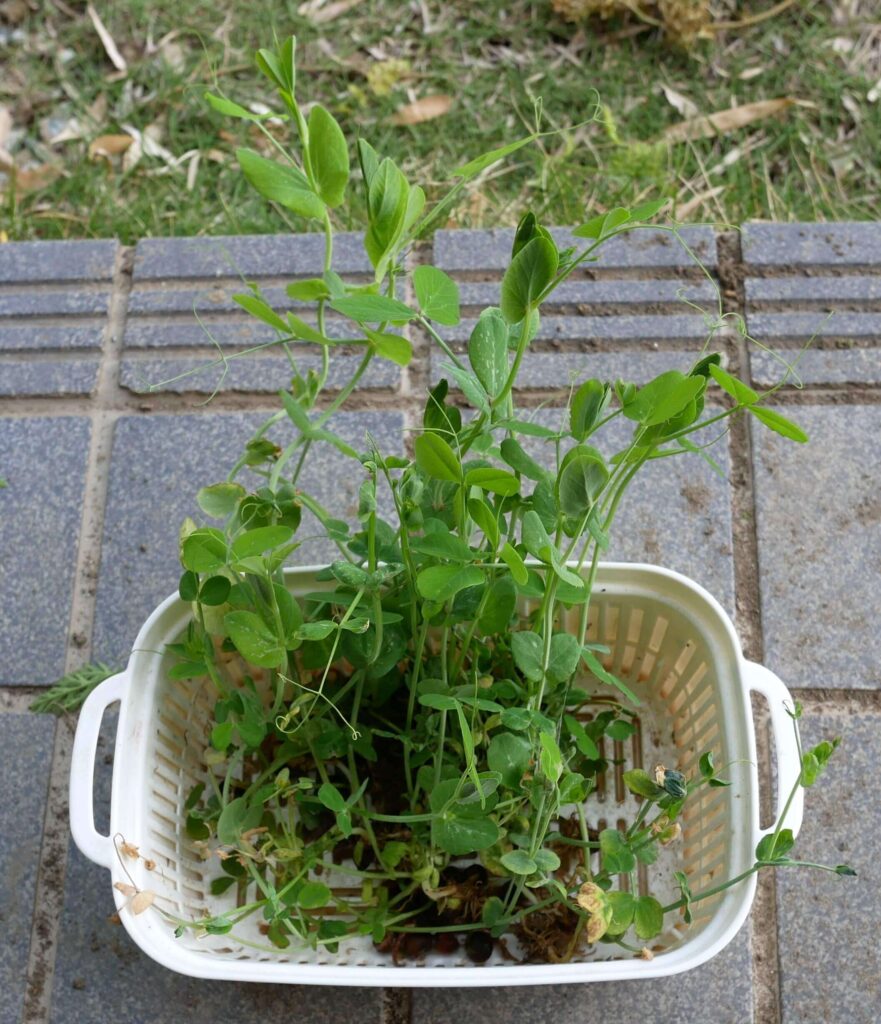 Bean-sprouts