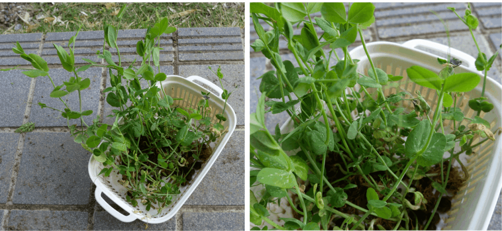 Bean-sprouts