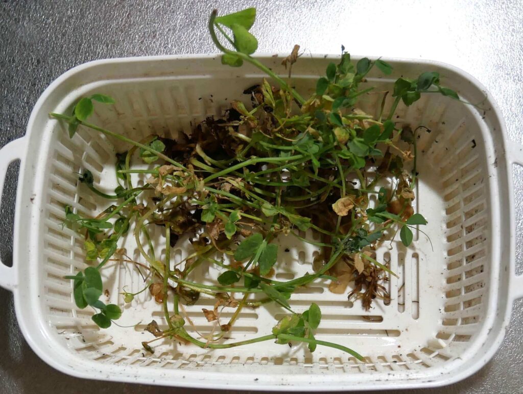 Bean-sprouts