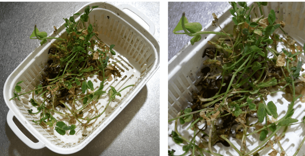 Bean-sprouts