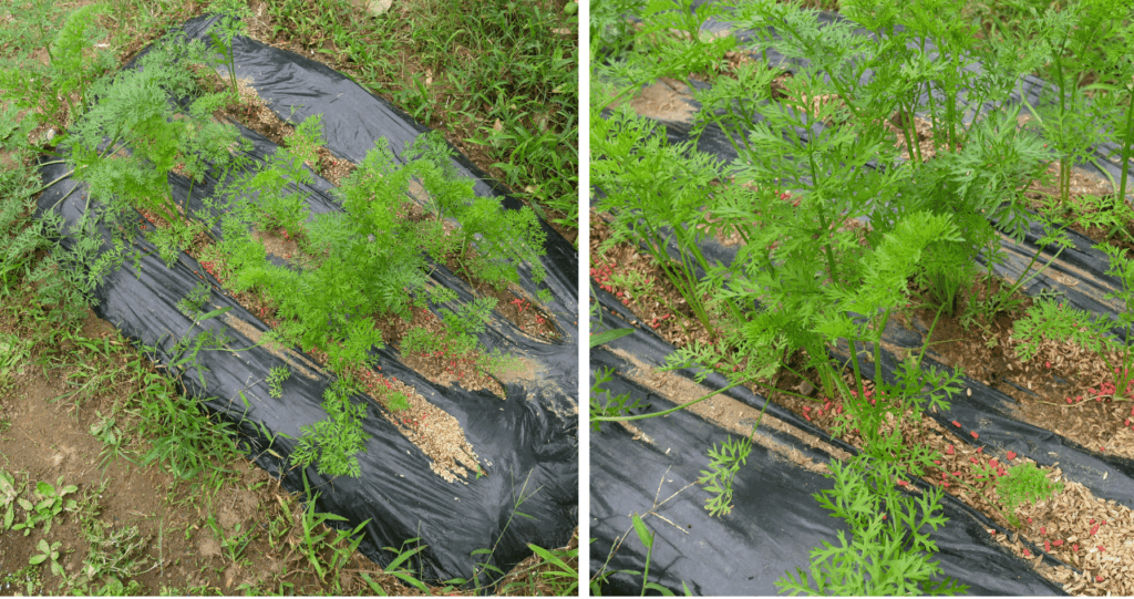 three-inch-carrot