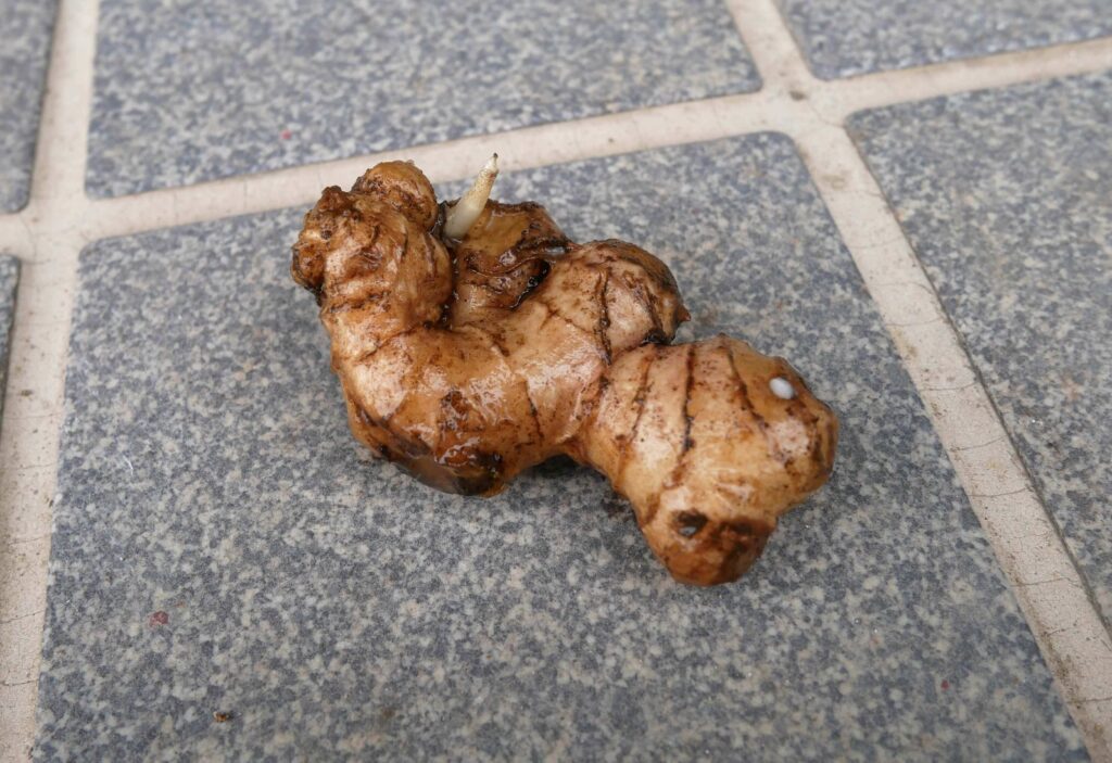 ginger