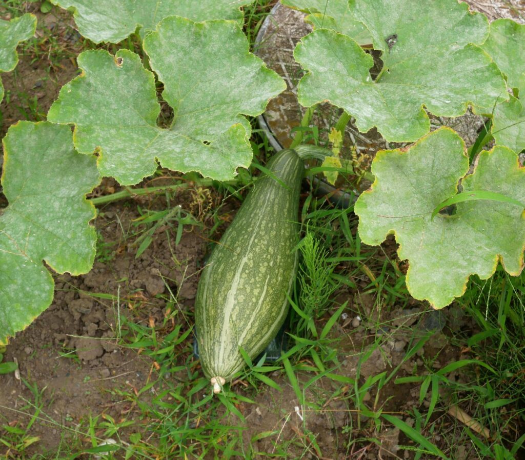 pumpkin