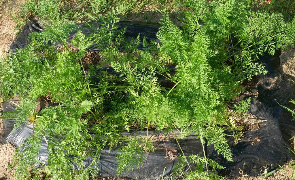 three-inch-carrot