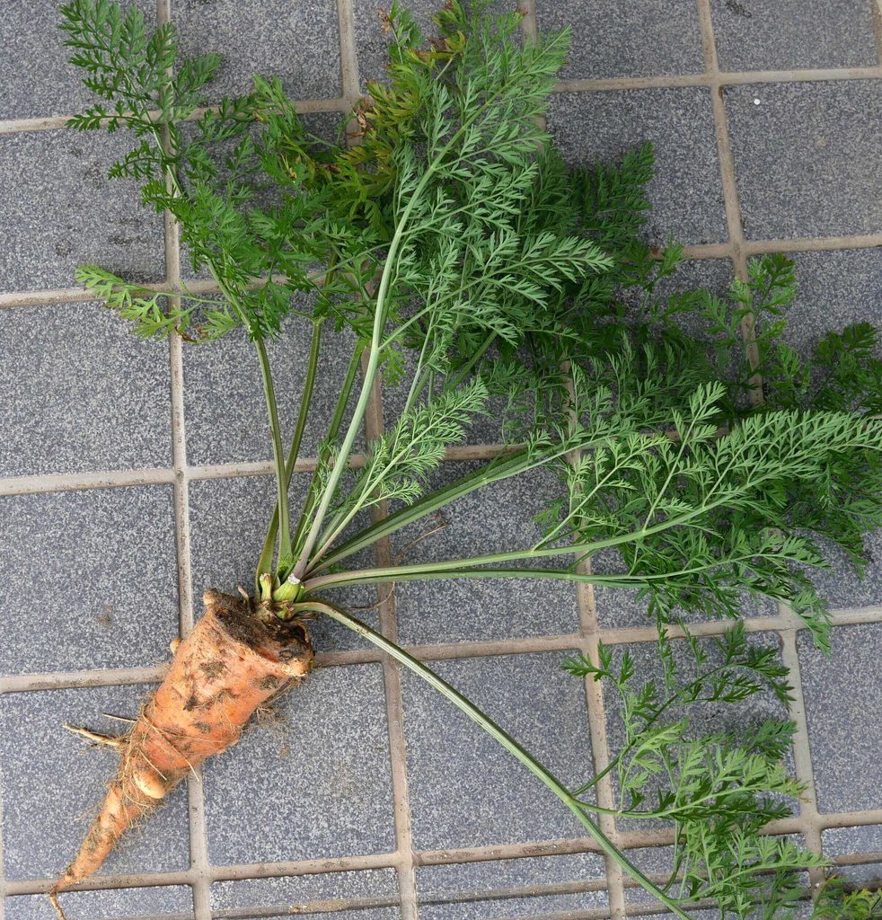 three-inch-carrot